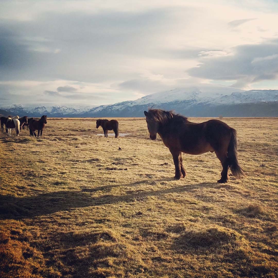 Happy horses at Smáratún. Who wouldn't be happy with that view?