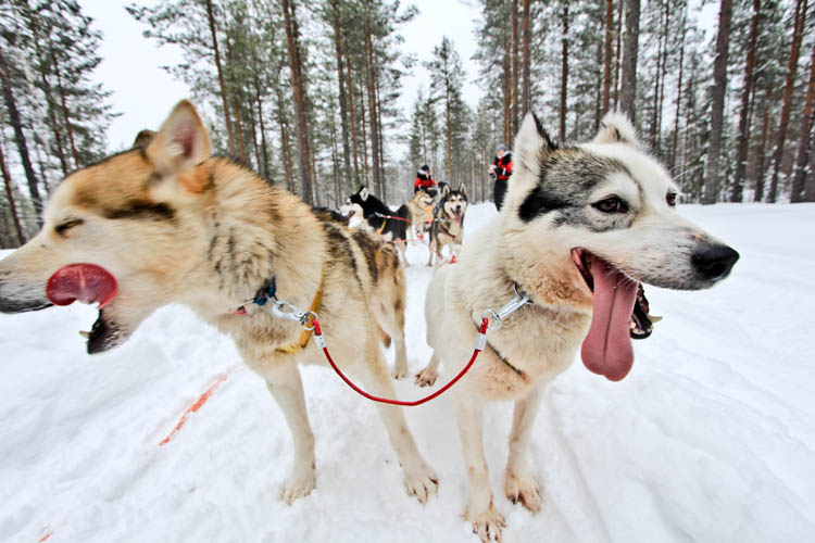 These guys will be happy to give you a ride through the forest.