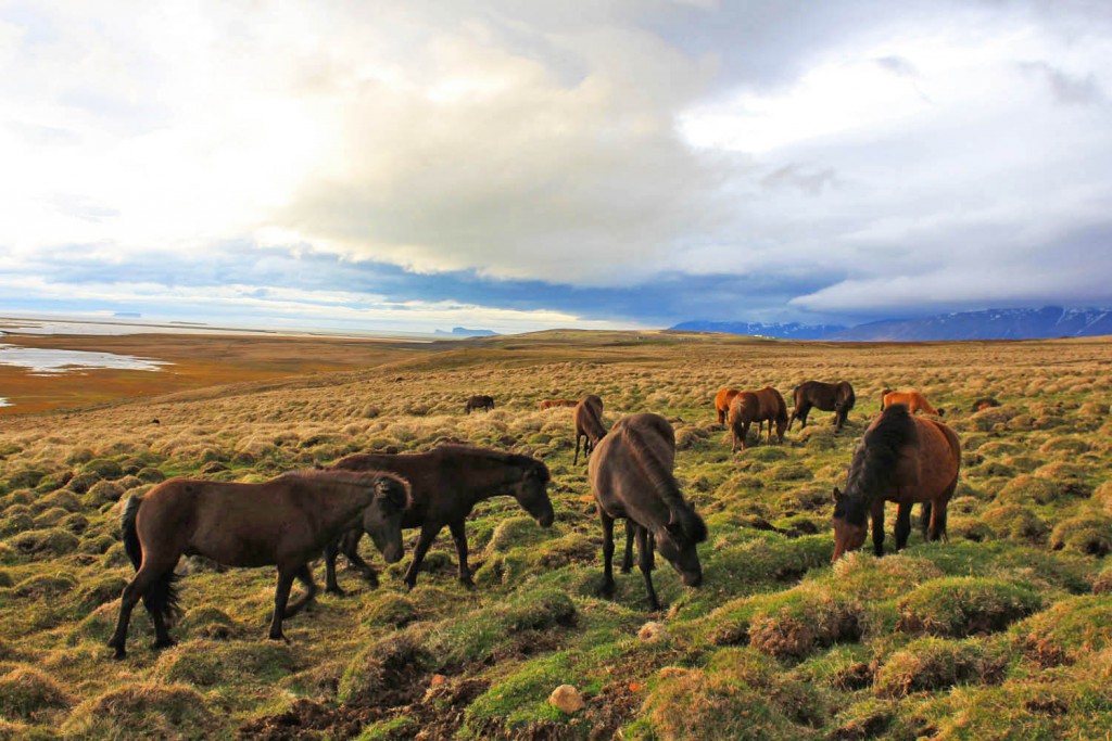 Midnight sun in iceland