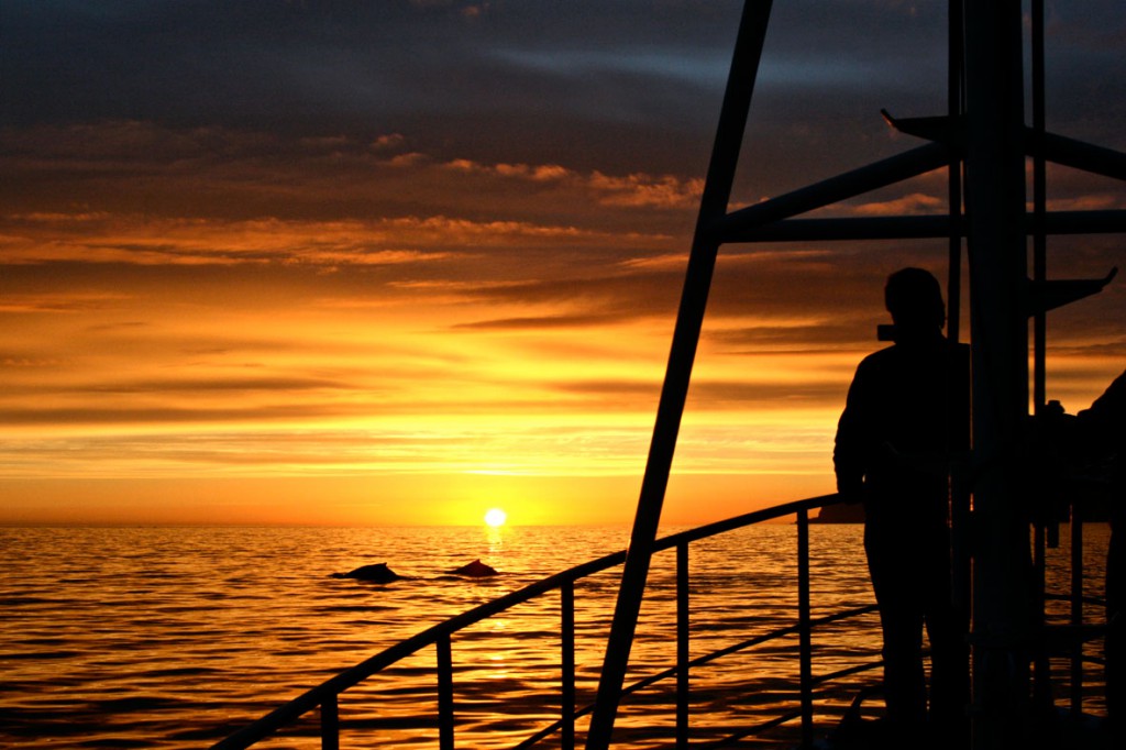 Midnight-sun-whale-watching