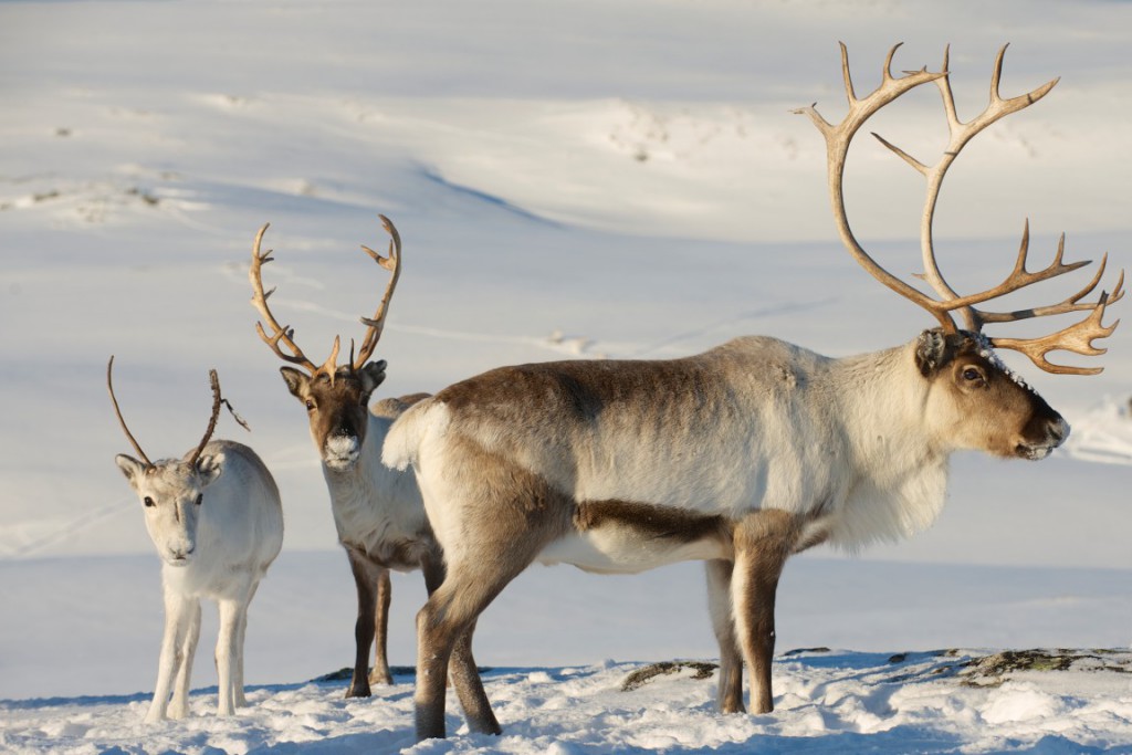 Reindeer are plentiful in Troms. You're all but guaranteed to come across one -- or more than one -- walking long the roadside or grazing nearby.