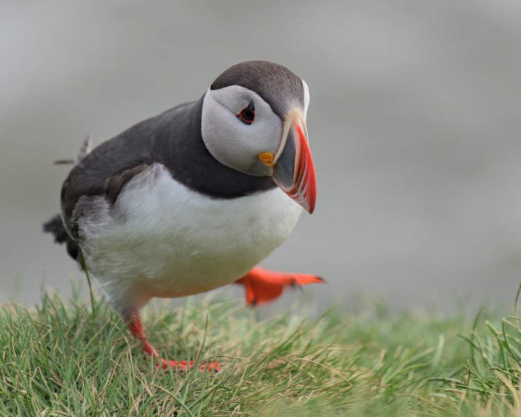 Bob Quinn - Puffin - http://www.delmarvaphotos.com