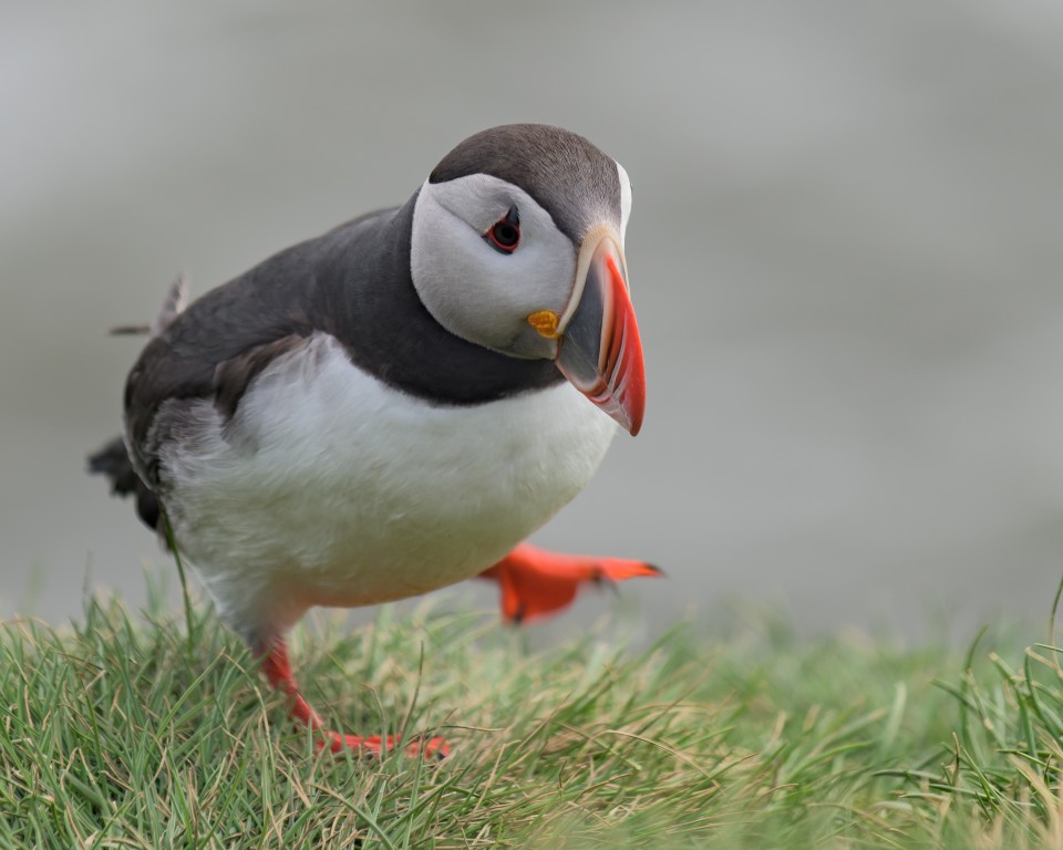 Bob Quinn - Puffin - http://www.delmarvaphotos.com