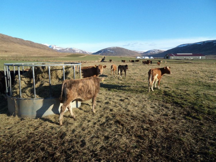 Happy cows graze with Erpsstaðir farm in the background.