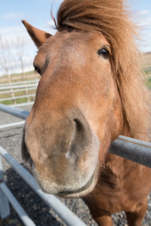 Hey there, horsey! (Photo by Bob Quinn)