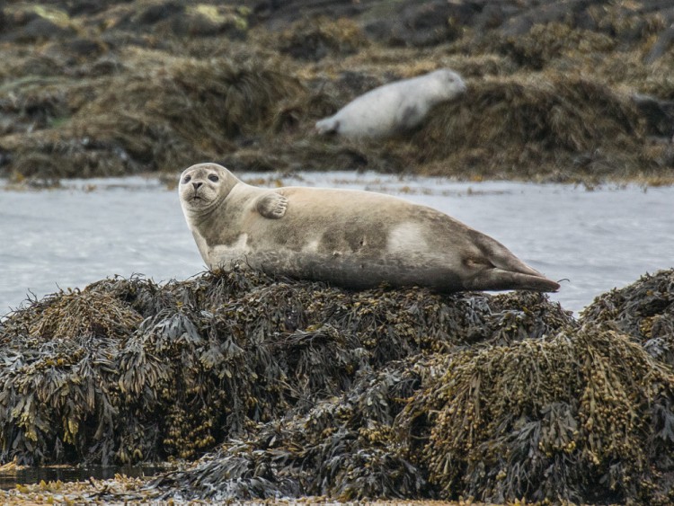 seal at Illugastaðir