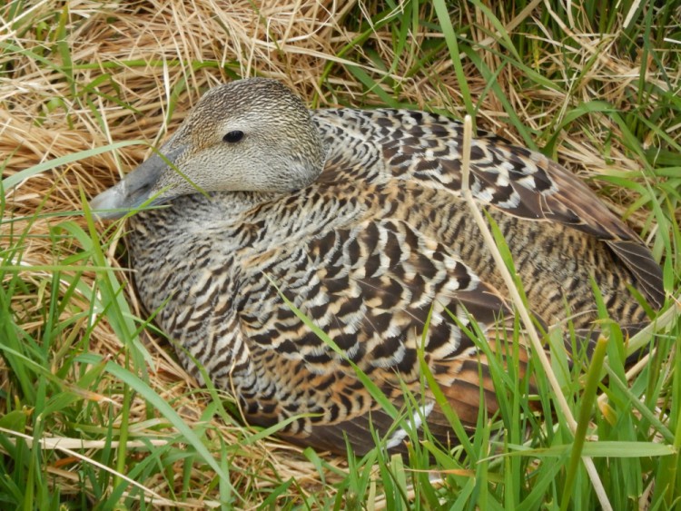 eider duck on Vigur Island