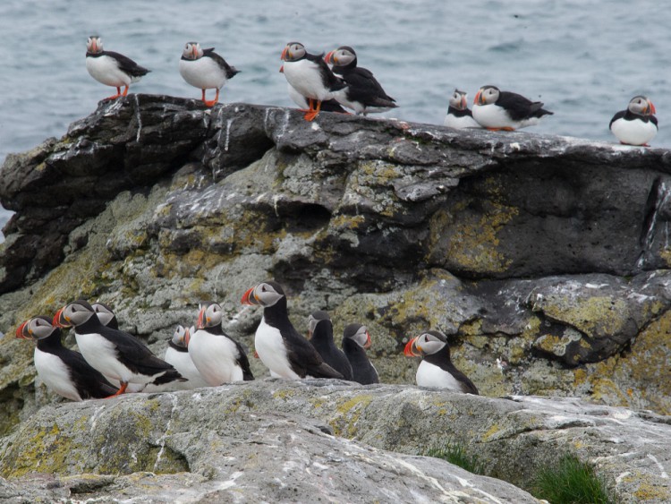 puffins on Vigur Island