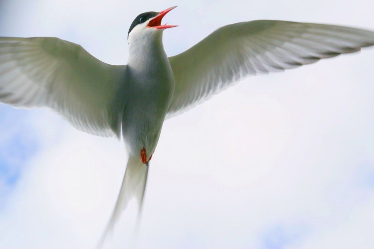 Arctic Tern - Wikimedia by OddurBen