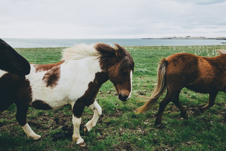 Daniel Brannan and his family travelled in Iceland in May and met a few horses still in their winter coats (winter can last a long time in the North Atlantic).