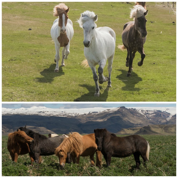 Icelandic horses often roam free to graze in the summer months and are rounded up come autumn. Photos by Bob Quinn.