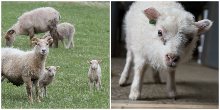 Iceland Sheep Collage - Bob Quinn