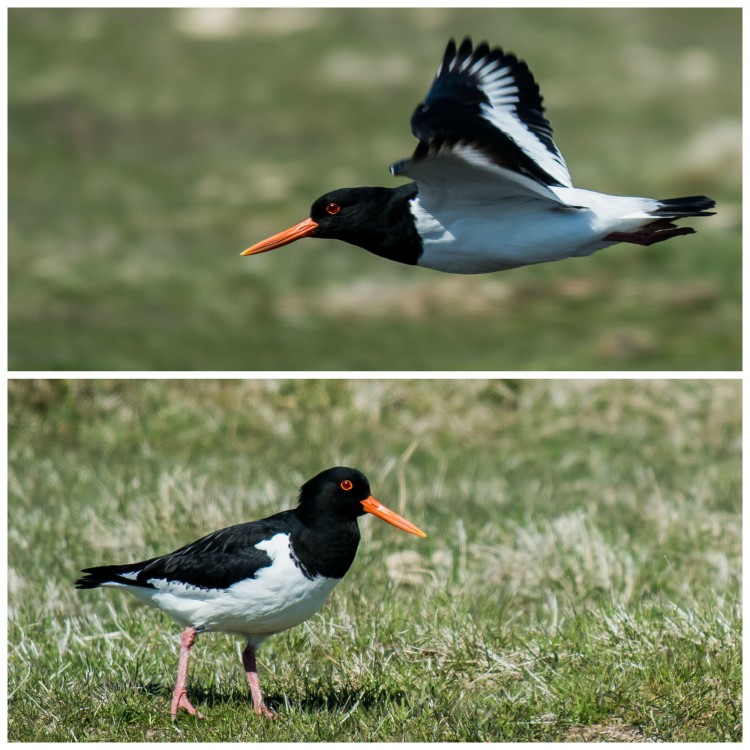 The beautiful Oystercatcher, on the ground and in flight, are common sights in iceland's coastal areas. These two were captured by Bob Quinn.
