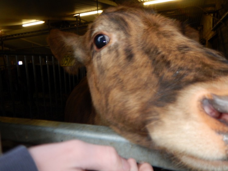 Cow at Efstidalur farm
