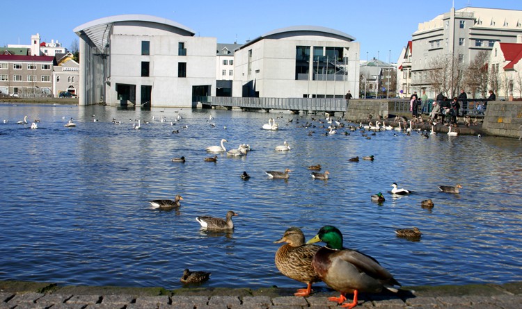 The gaggles of geese and teams of ducks residing in and around Reykjavík's central pond are always fun to watch.