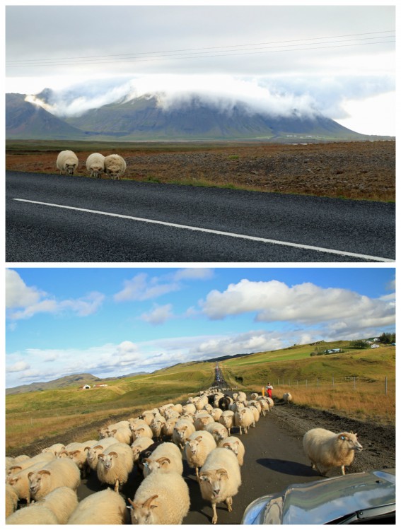 You never know when 3... or 30! sheep will pop up in the road, so keep your eyes peeled, as Carston suggests.
