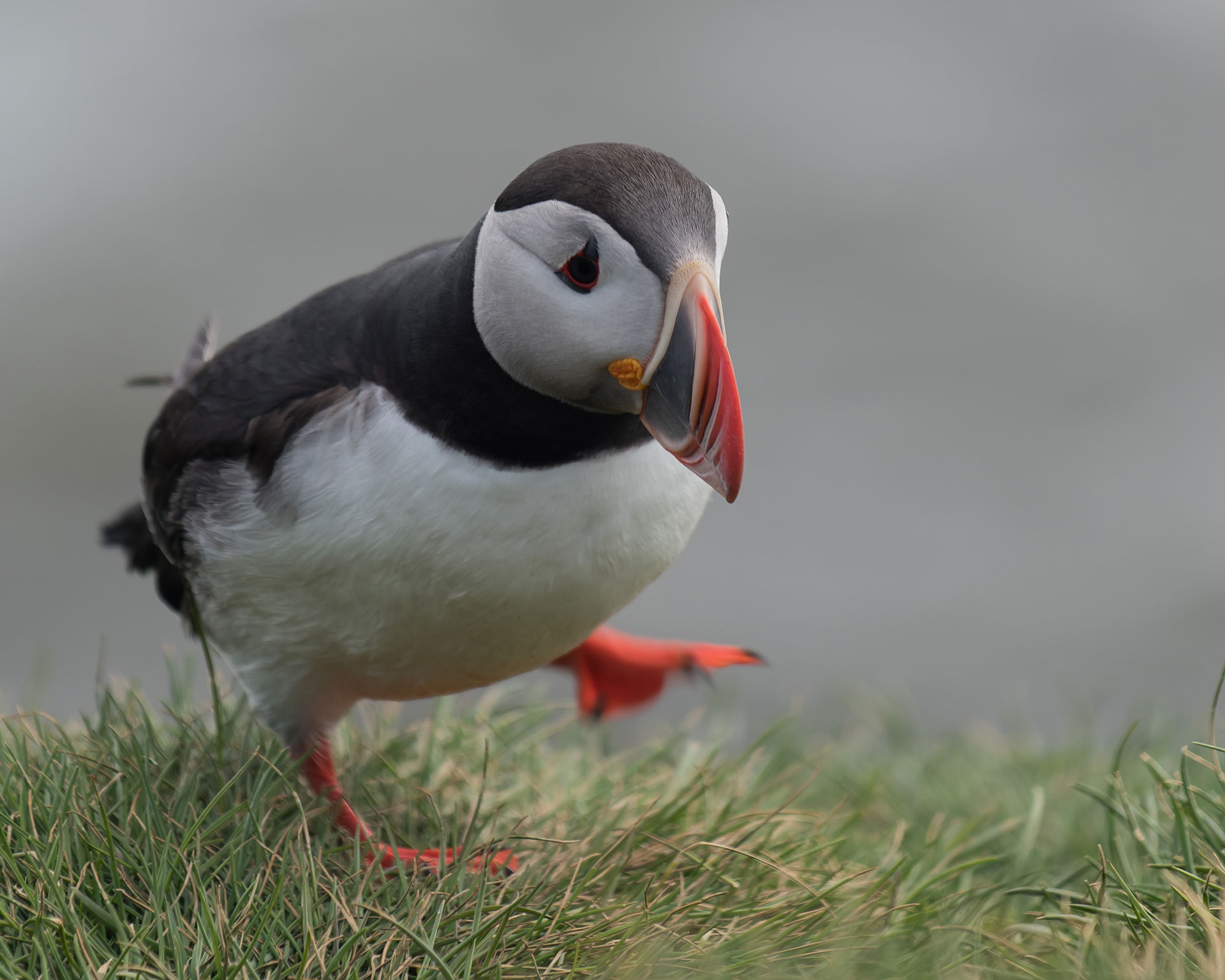 Getting 'Puffed' up about Puffins – Cruise Traveller