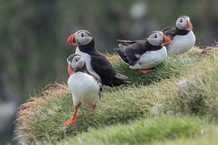 5 things you may not know about the puffin 5 things you may not know about the puffin