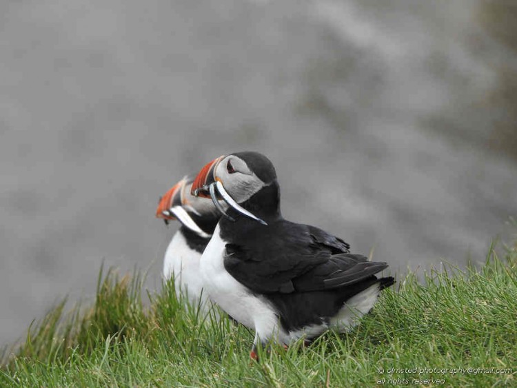 Nordic Visitor travellers Martha & John Olmsted spotted these busy hunters during their Express Iceland tour.