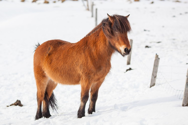 Michael and Andrea met some Icelandic horses in their thick winter coats during their self-drive tour. (Photo by Michael Howe)