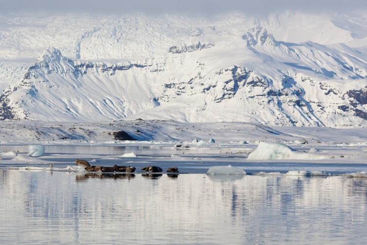 Seals take a break from swimming in the glacier lagoon. (Photo by Michael Howe)