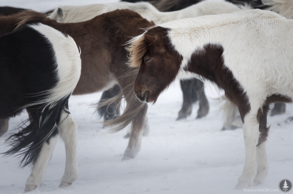 2016 05 20160228 iceland imgp0174 1000x662