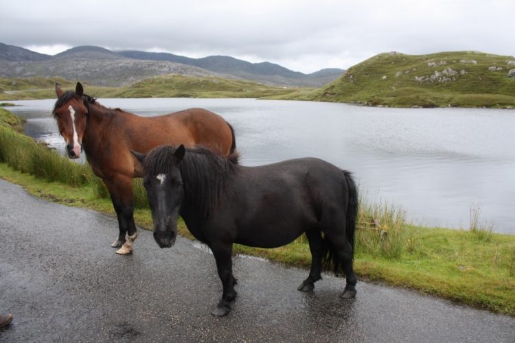 Horses at Harris (1000x667)