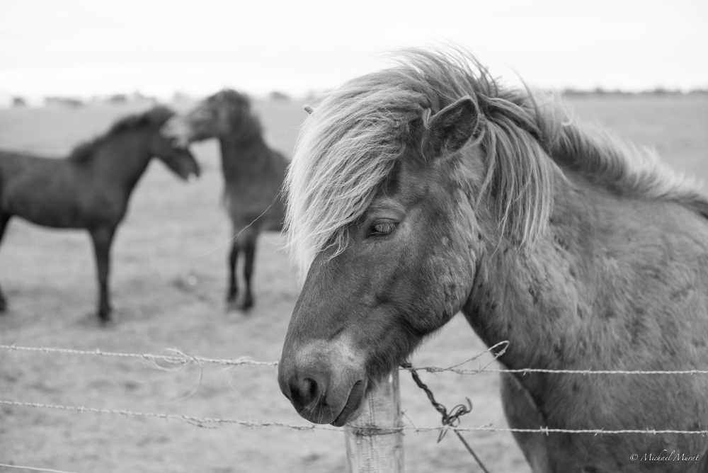 Icelandic horses in pasture (1000x668)