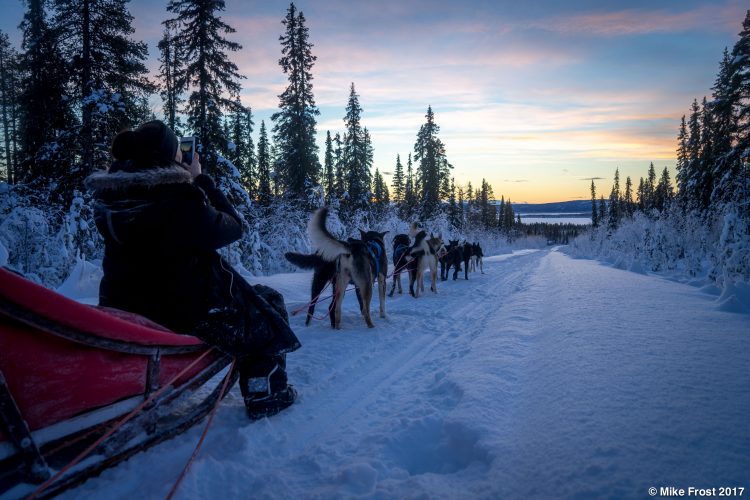 Dogsledding at sunset in Swedish Lapland