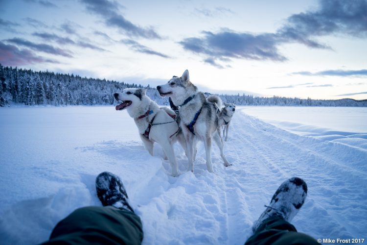 Howling huskies in Kiruna, Sweden