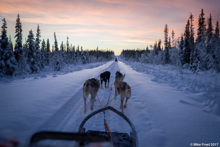 Arctic skyline during husky tour in Kiruna
