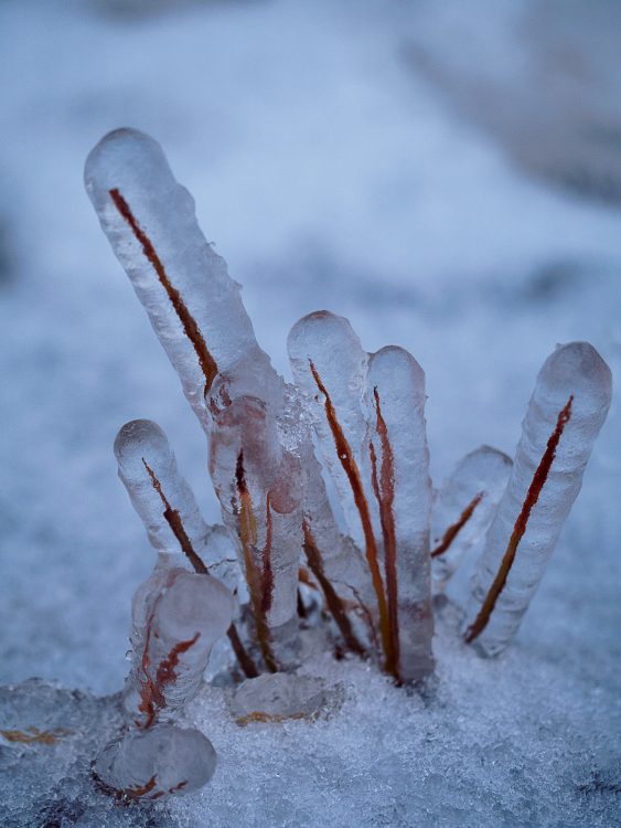 Frozen flora of wintry Iceland