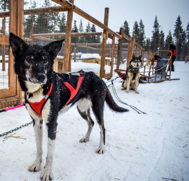 Huskies at kennel, Finnish Lapland