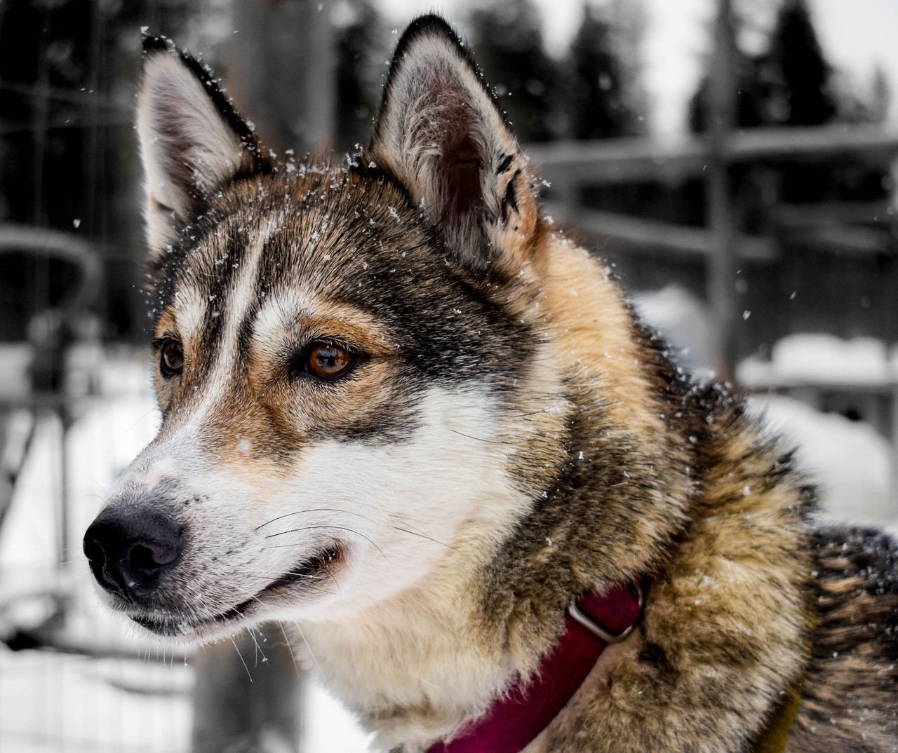 2017 03 amy charles finnish lapland dogsledding 7