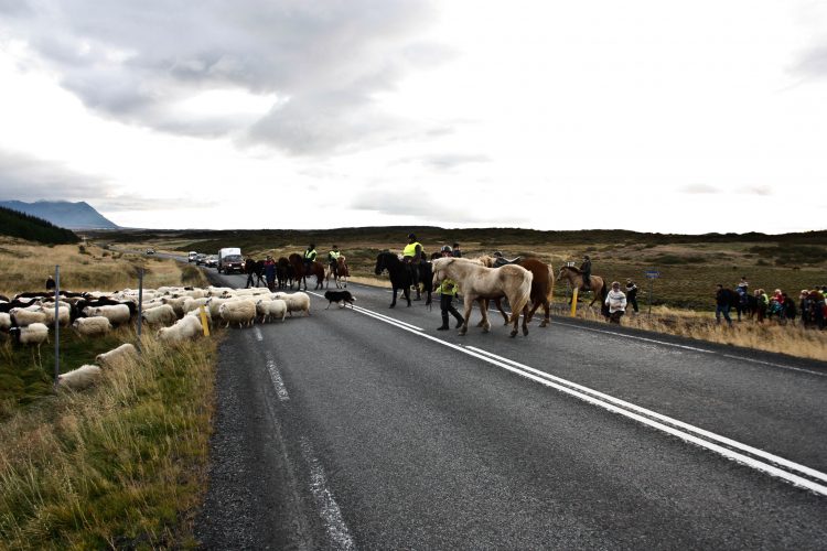 sheep roundup in Iceland, called réttir