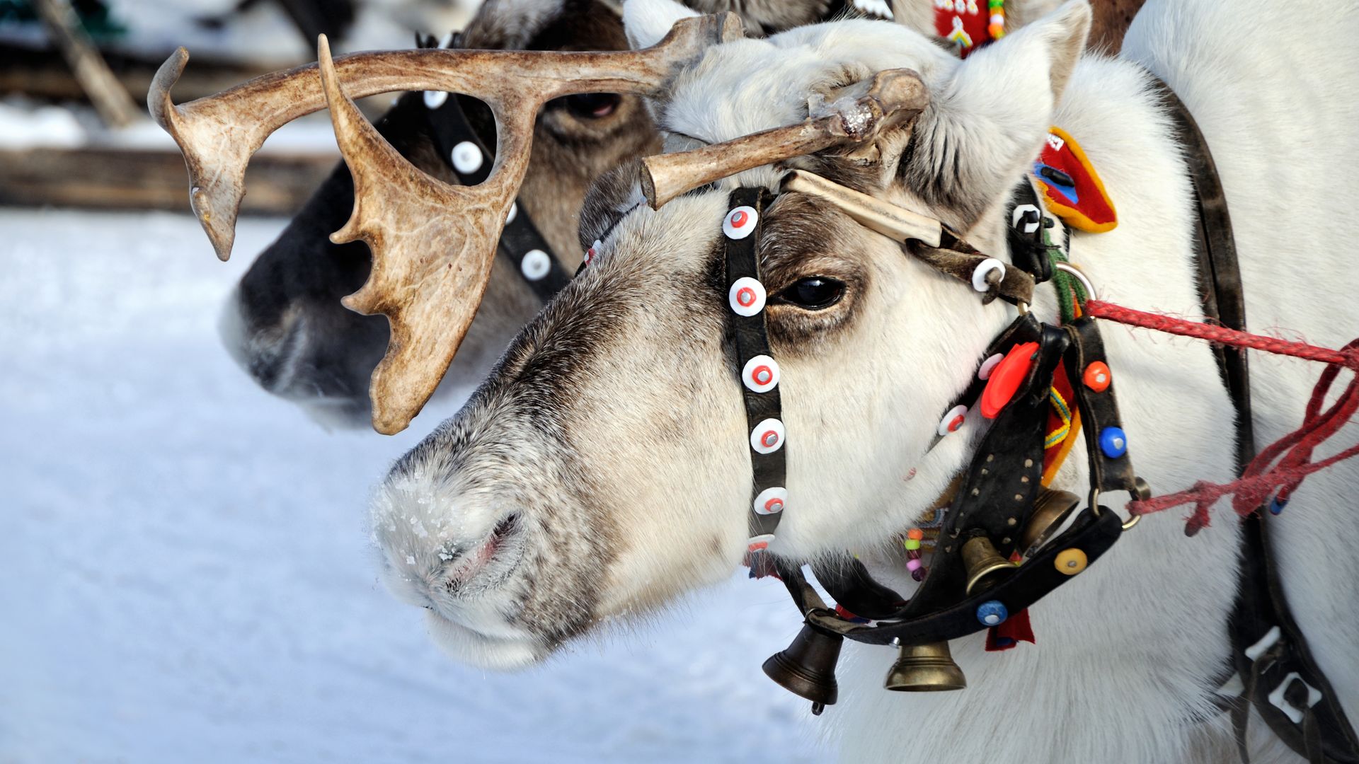 Reindeer are essential to the traditions of Lapland's native people
