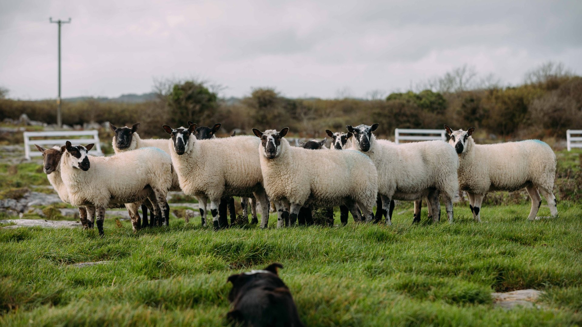 Sheepdog demonstration at Caherconnell Stone Fort, Co Clare. ©Fáilte Ireland, Courtesy of 256