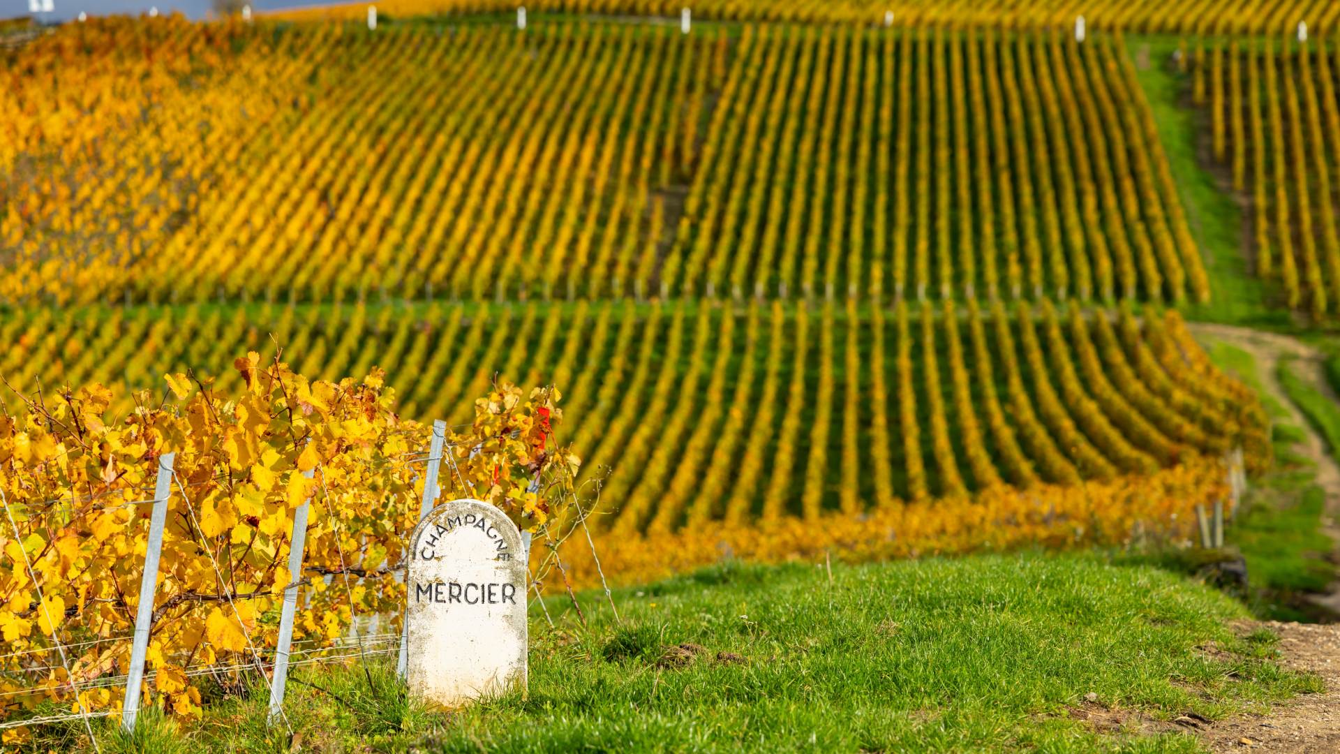 Golden vine rows covering the rolling hills of the Champagne region in Grand Est during autumn