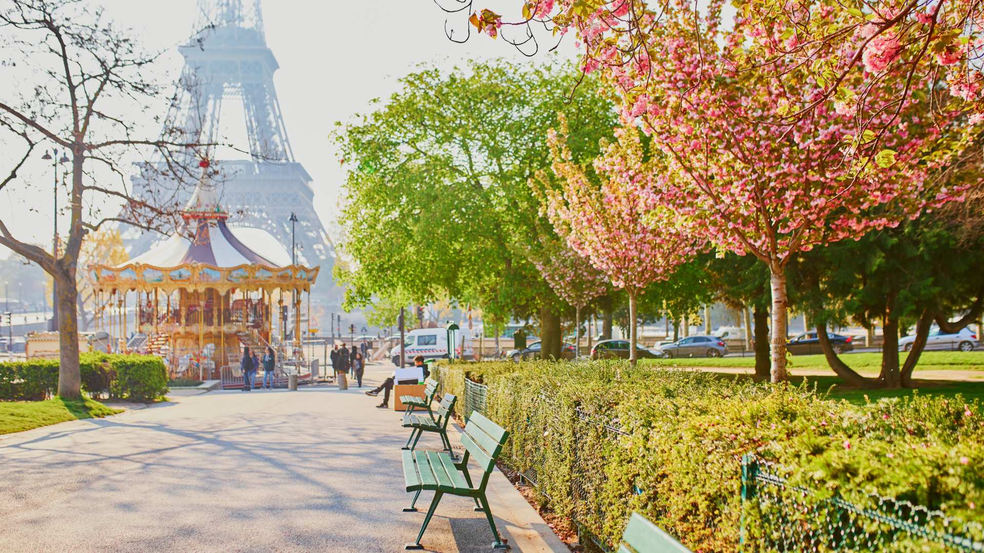Cherry blossom trees in full bloom framing the Eiffel Tower on a spring afternoon in Paris