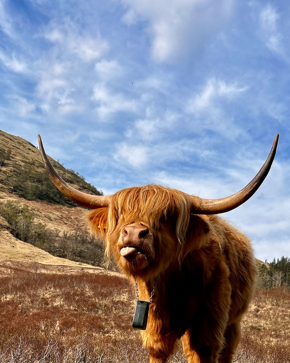 Customer UGC Stephanie Highland Cow