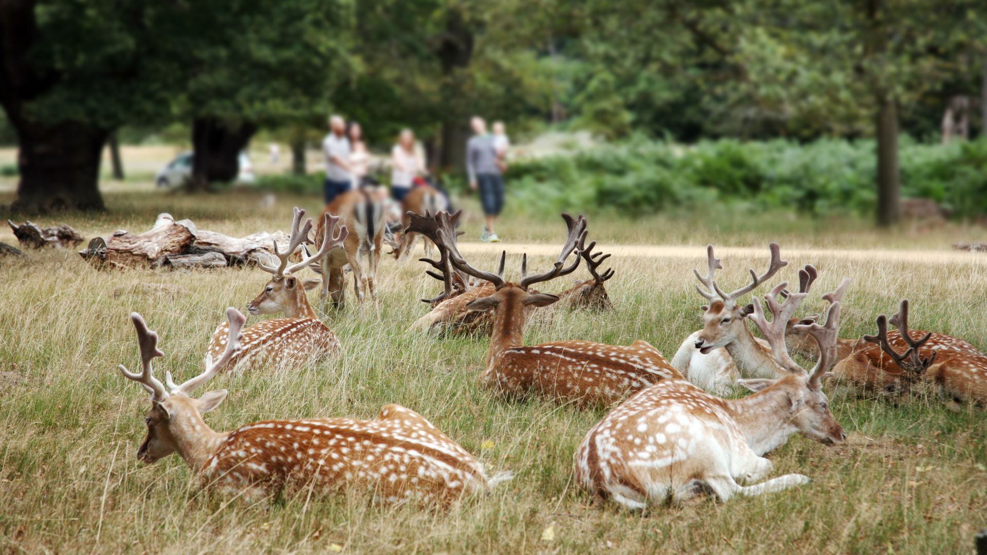 A herd of deer at Richmond Park in London
