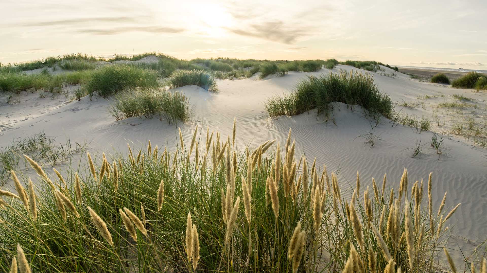 Sand dunes and marram grass, Sunrise in Skagen, Denmark