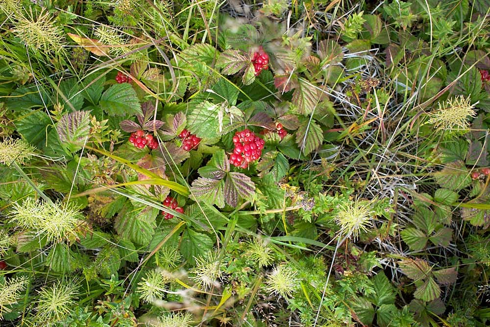 greenery and berries