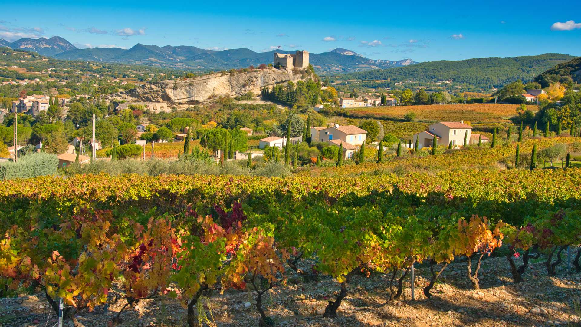 Autumnal vineyard in Vaison la Romaine, Provence, France