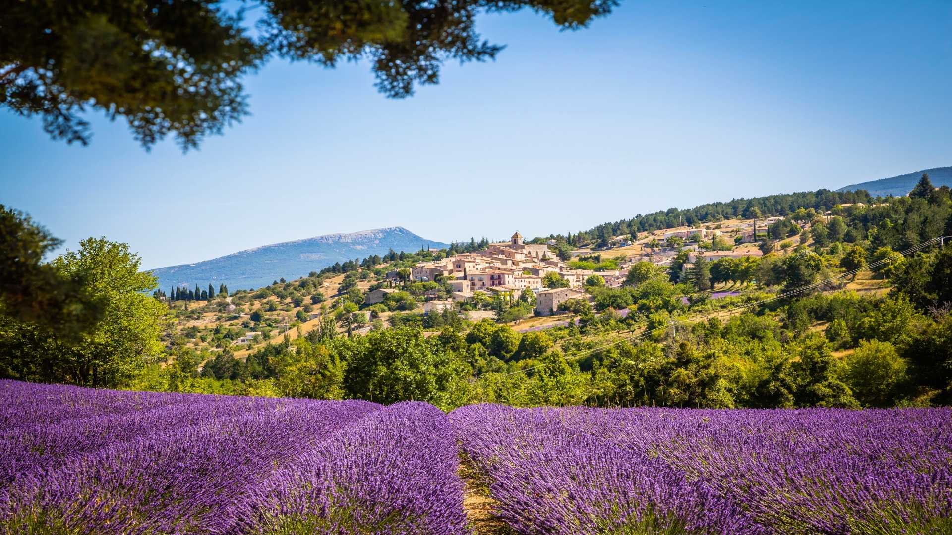 Lavendar field near village in Provence