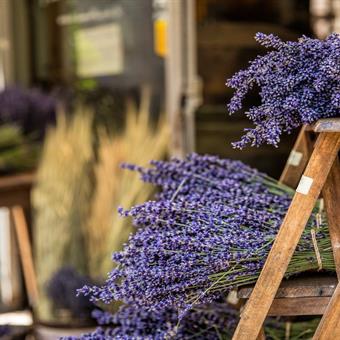 Bunches of lavendar in Provence