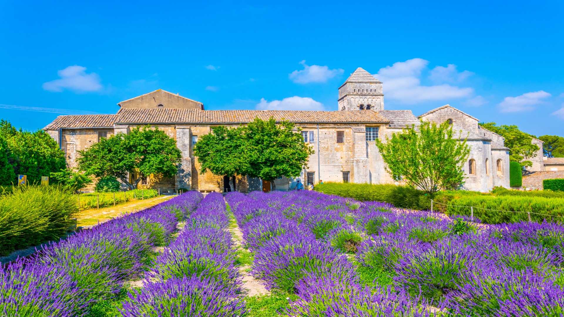 Lavender field in front of the Monastery of Saint Paul de Mausole, France