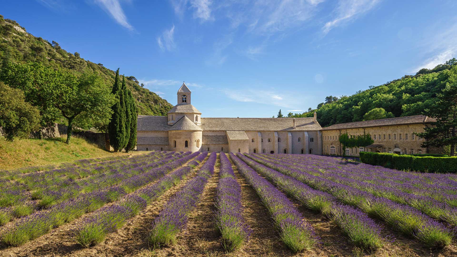 Lavender field in Abbaye Notre Dame de Senanque in Provence