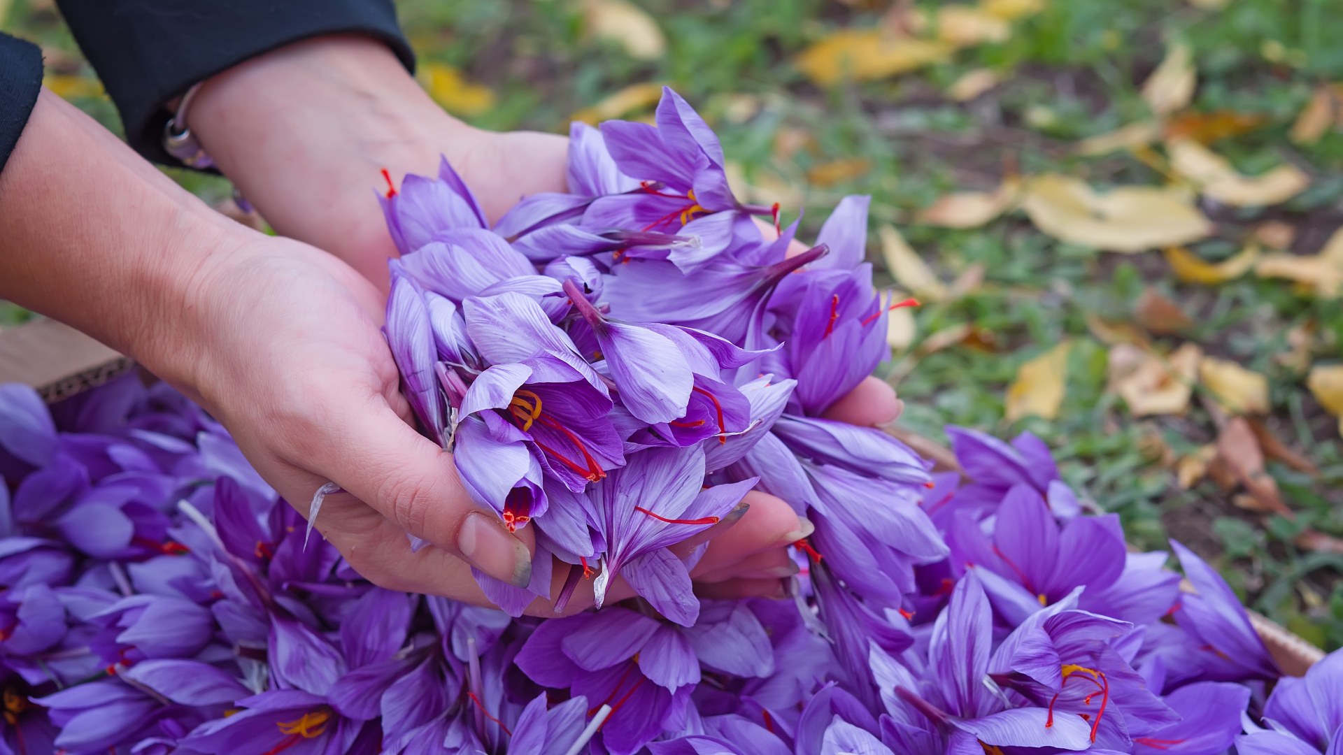 Saffron flower harvest in France