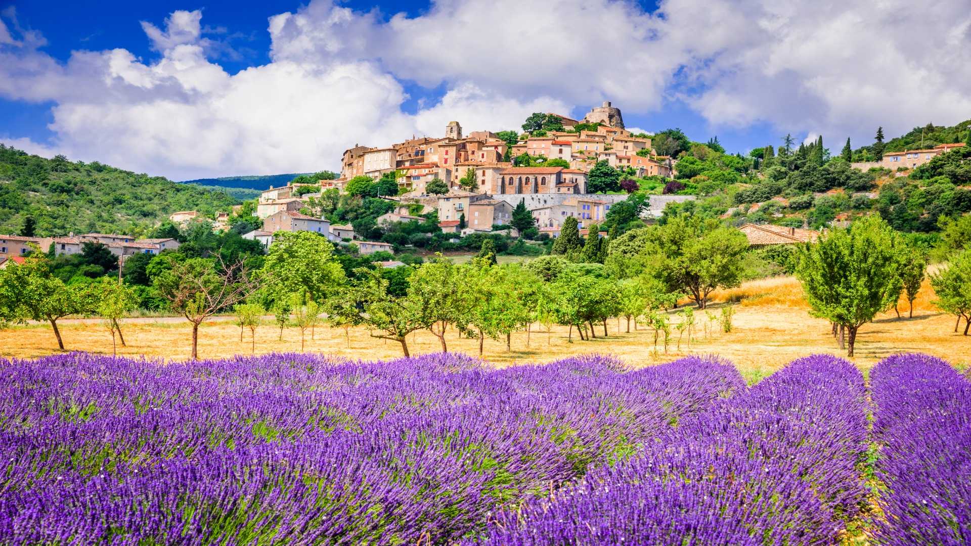 Lavender fields in the Luberon region of Provence, France
